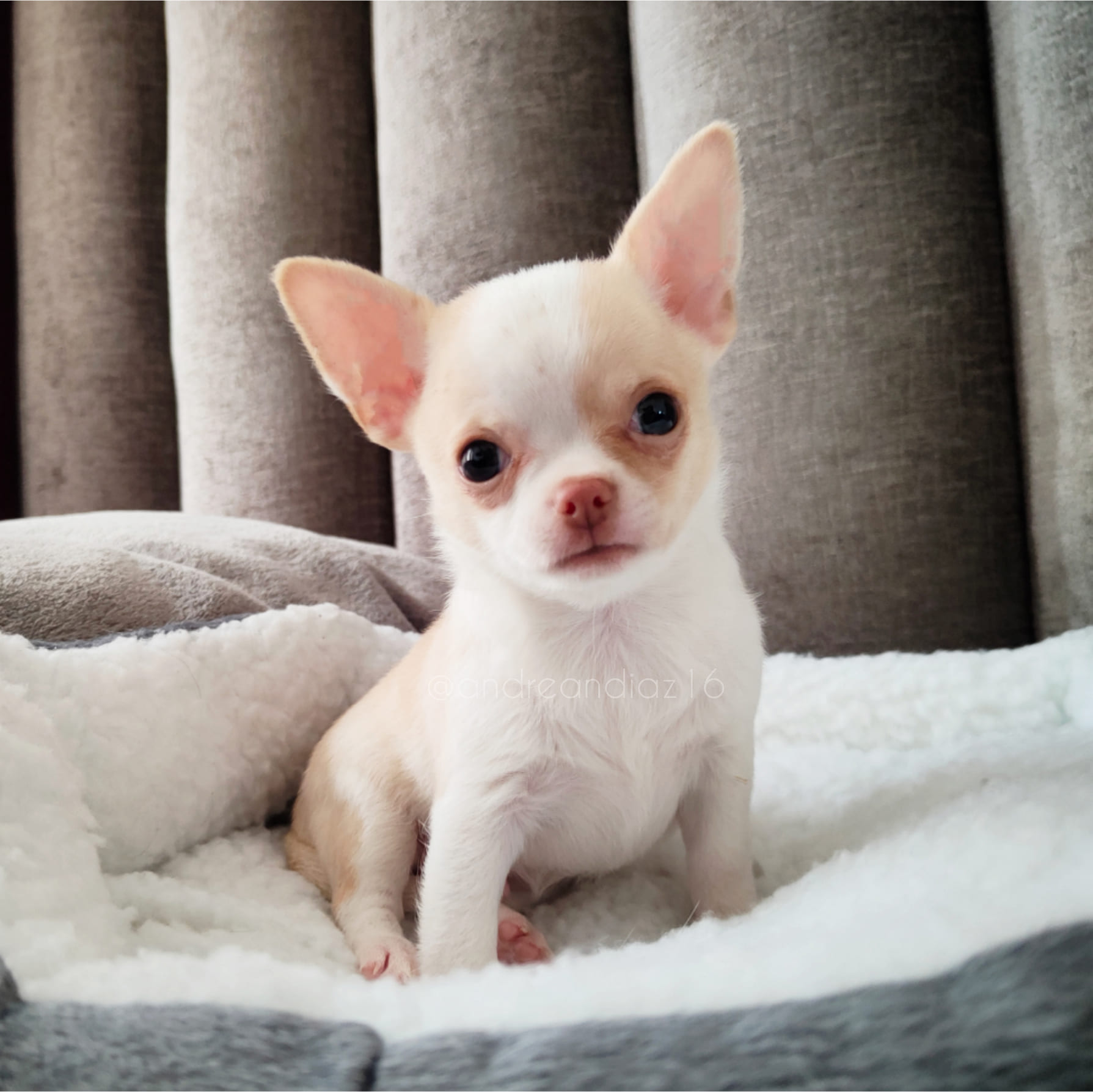 Cachorro