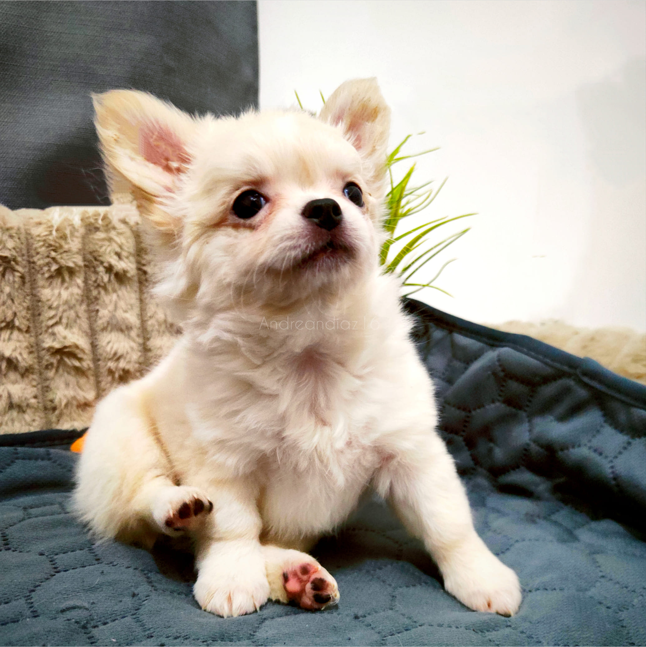 Cachorro