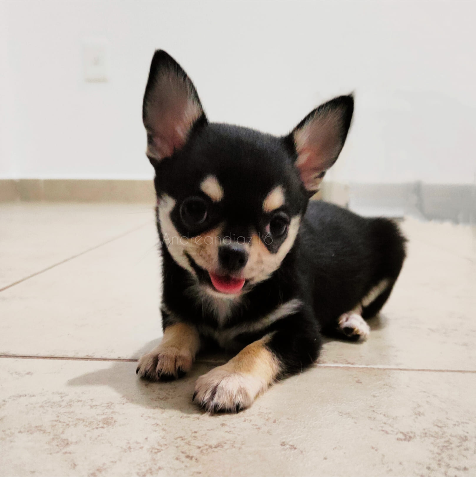 Cachorro