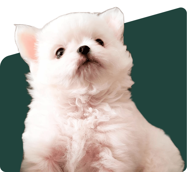 Cachorro